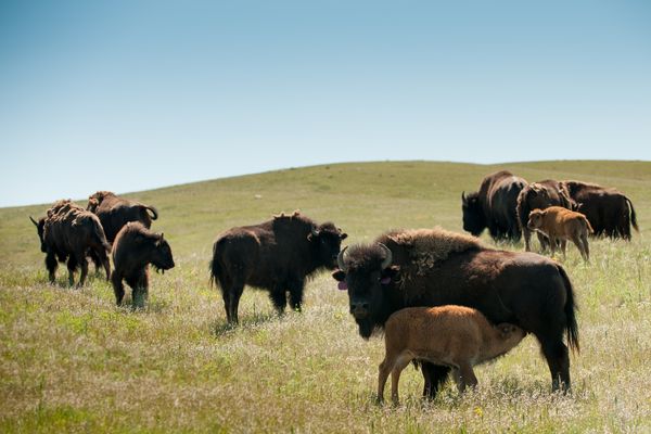 Sweetgrass, Montana