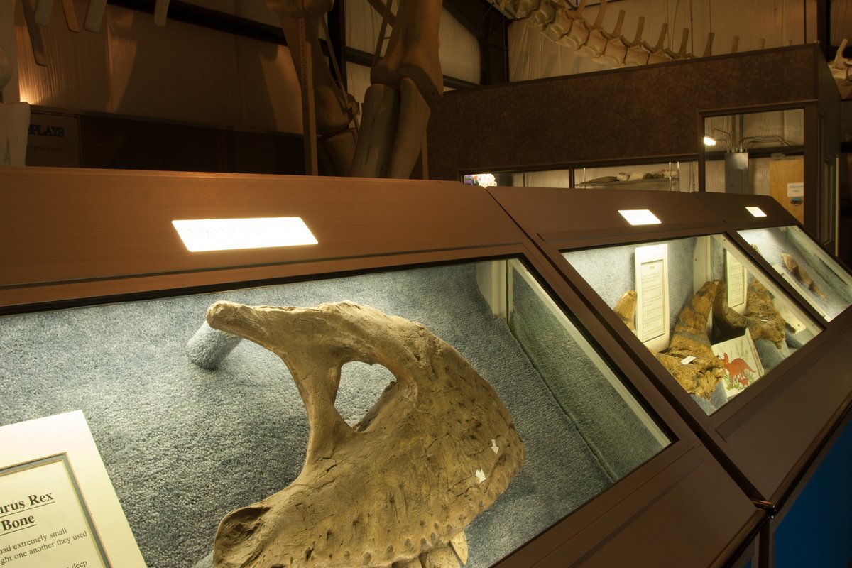 Display case with a fossilized dinosaur bone in an indoor museum gallery
