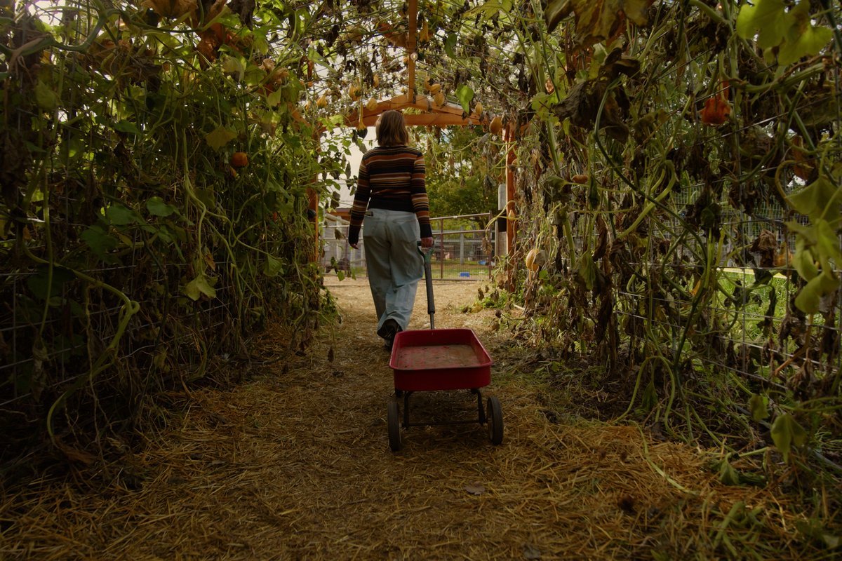 Person pushing a wheelbarrow along a narrow dirt path through a green wooded area