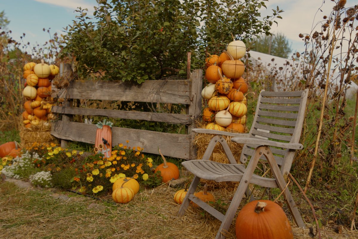 Fall harvest display with pumpkins and gourds beside a wooden fence and rocking chair in a Montana countryside field
