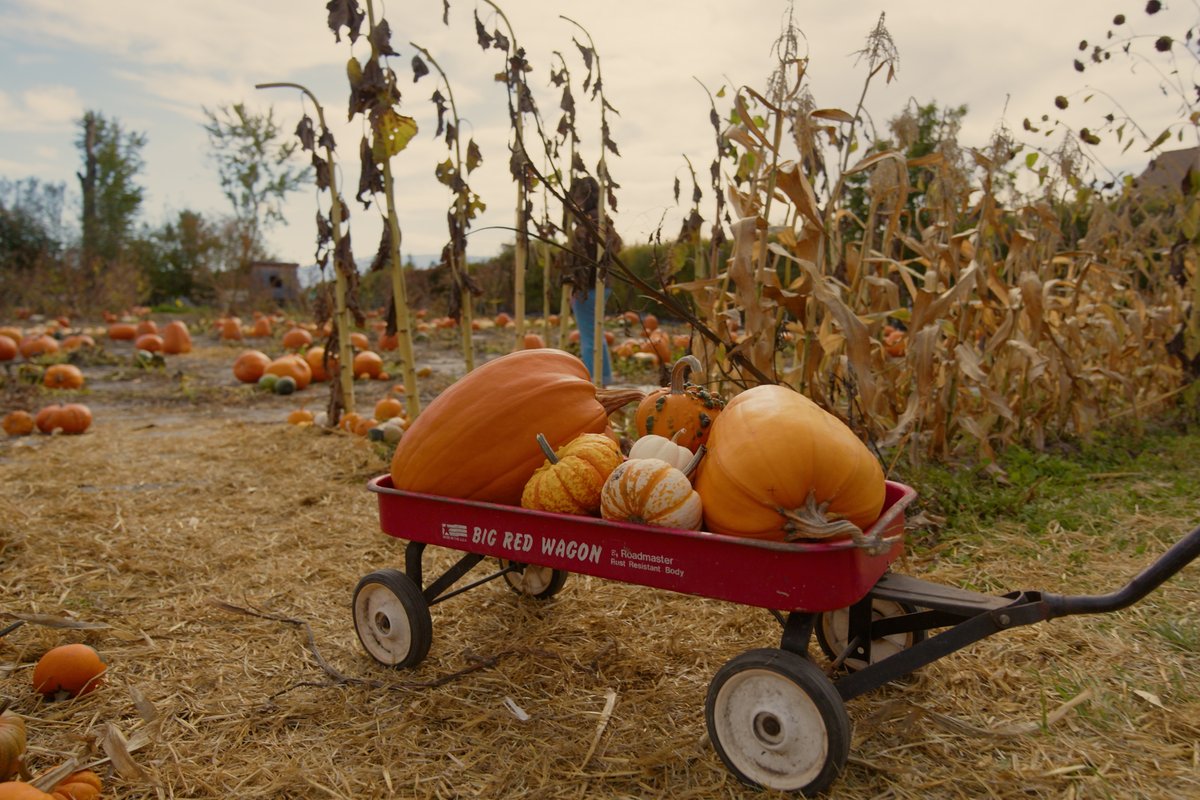 Red wagon filled with pumpkins and gourds along a fall farm path in Montana