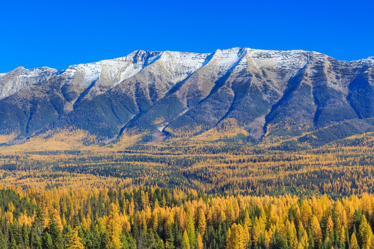 Snow-capped Rocky Mountains rising above an autumn valley filled with golden aspens in Montana