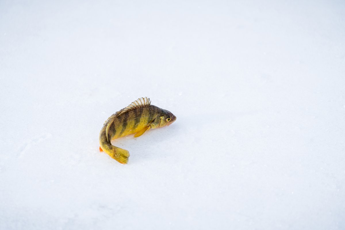 Yellow and black fish swimming underwater in clear, snowy water