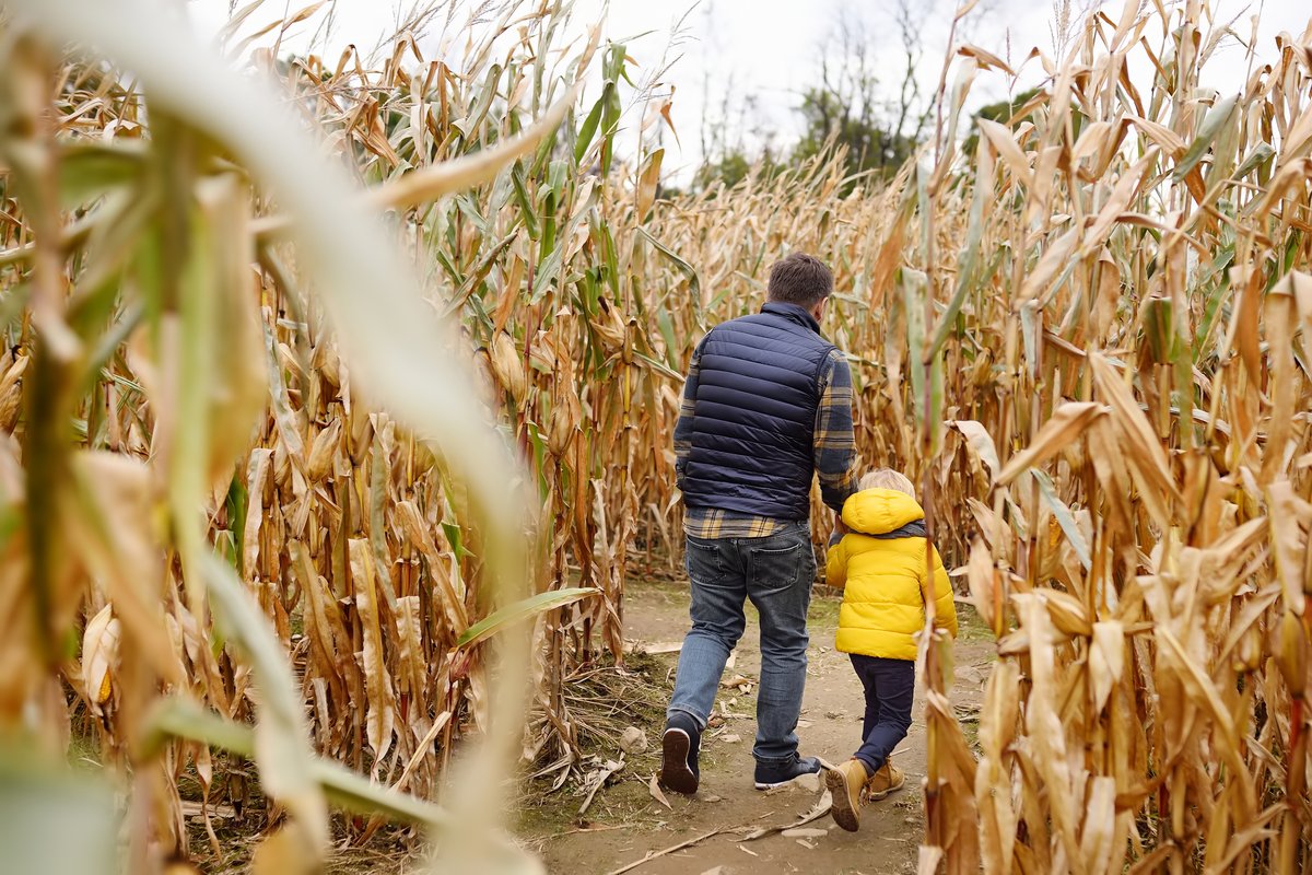 Person walking on a path through a cornfield with a yellow backpack in Montana