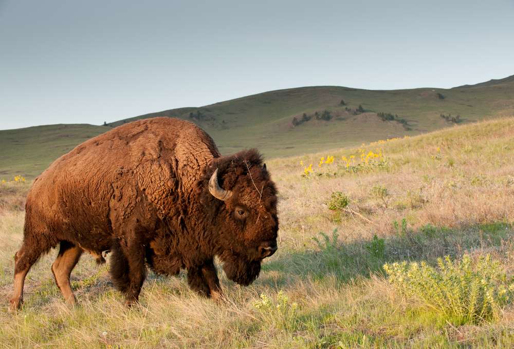 Where the Bison Still Roam: Bison Range