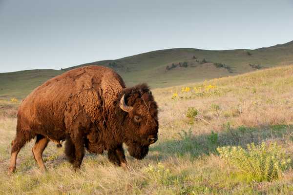 Where the Bison Still Roam: Bison Range