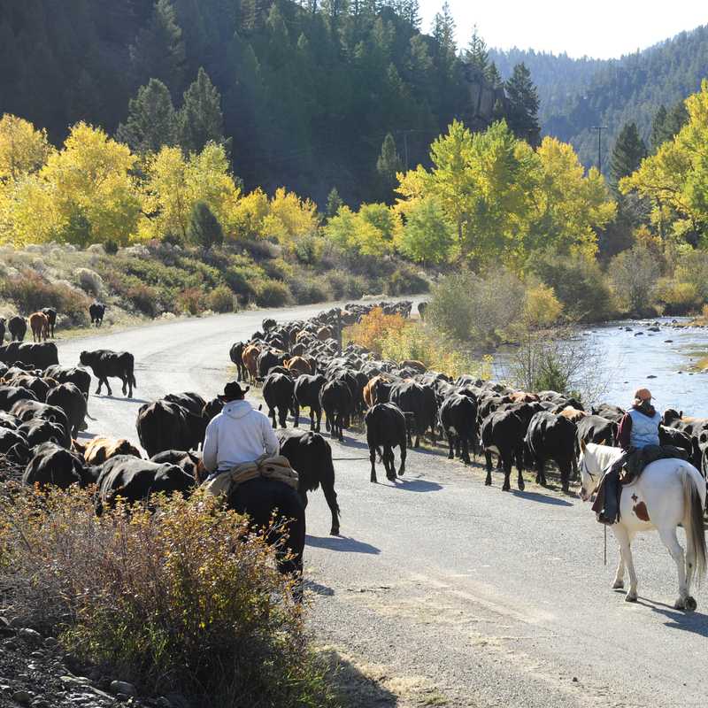 People and horses accompany a herd of cattle along a river road through Montana’s forested hills with fall-colored trees