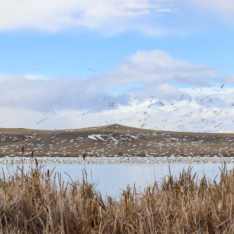 Birds flying over a snowy Montana landscape with a calm lake and grass in the foreground