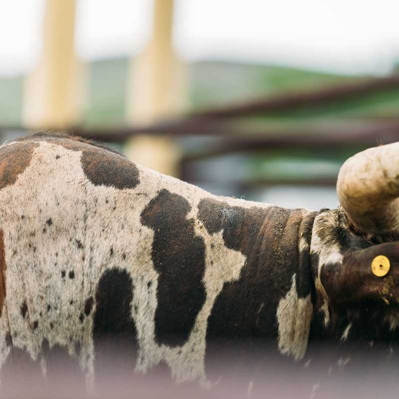 Close-up of a cow’s head and horns above a wooden fence in a Montana ranch setting