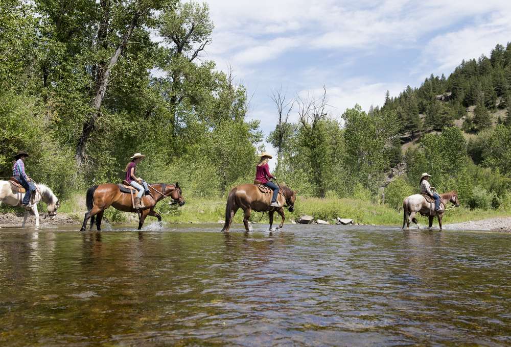 Roaming The National Forests