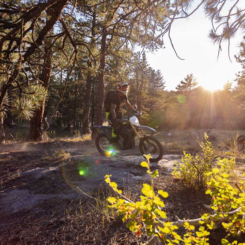 Mountain biker rides a dirt trail through a Montana forest at sunrise, framed by trees and wildflowers