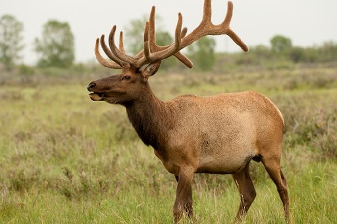 Bull elk standing in a grassy Montana field with a small herd in the background