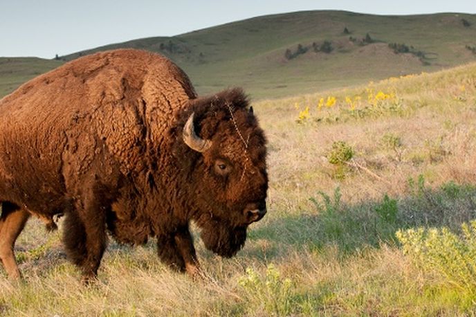 American bison grazing on a Montana prairie with rolling hills in the background