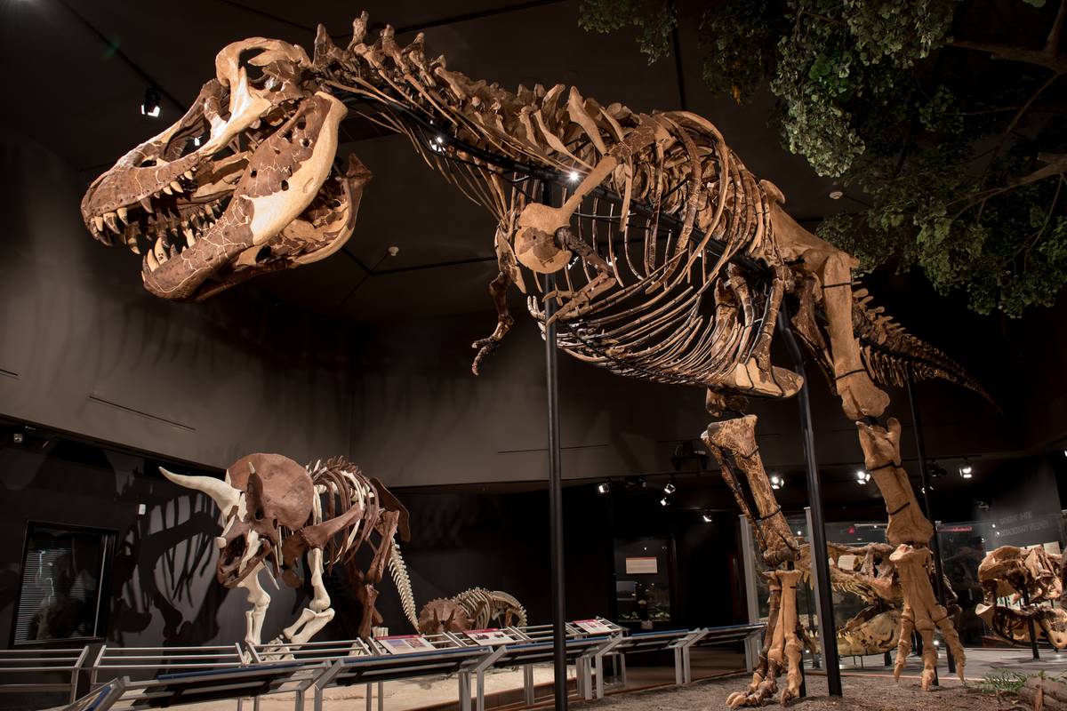 On the Loose in Big Sky