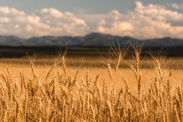 Geraldine, Montana