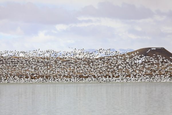 Snow-covered hills and distant mountains with a flock of birds along the shoreline of a Montana lake