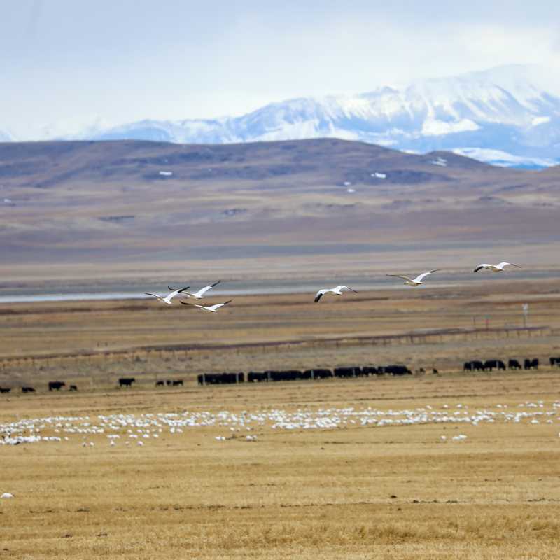 Airplanes fly over an open prairie landscape with distant mountains in Montana