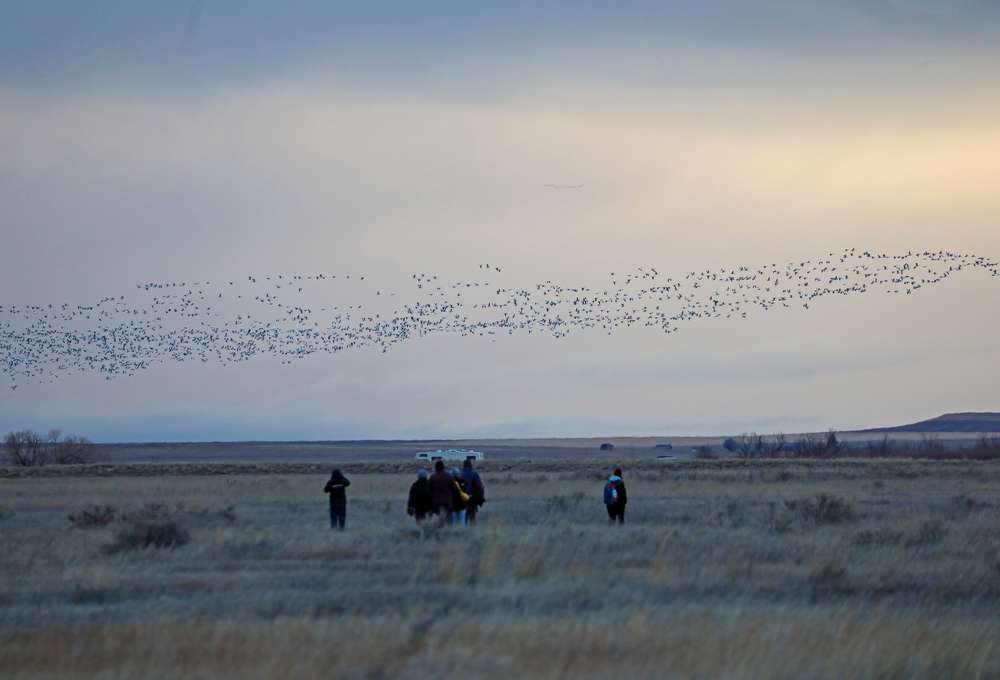 Birding