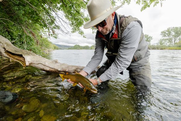 Person releasing a trout in a Montana river near the shoreline under green trees