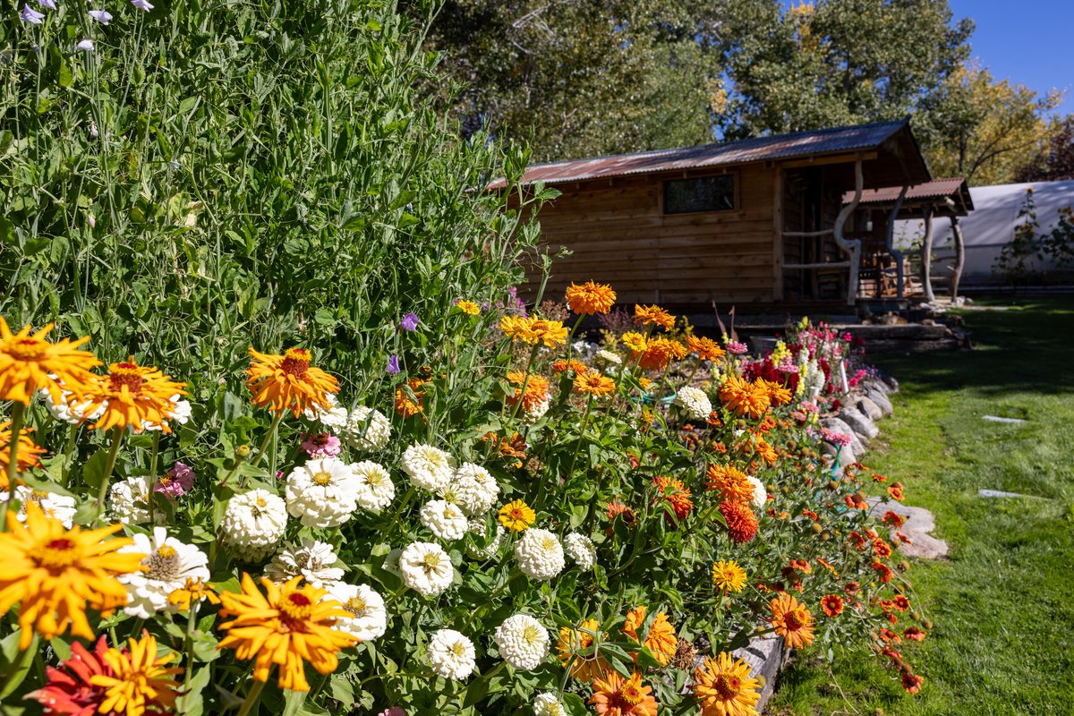 Colorful garden flowers with a wooden cabin and porch in the background in Montana