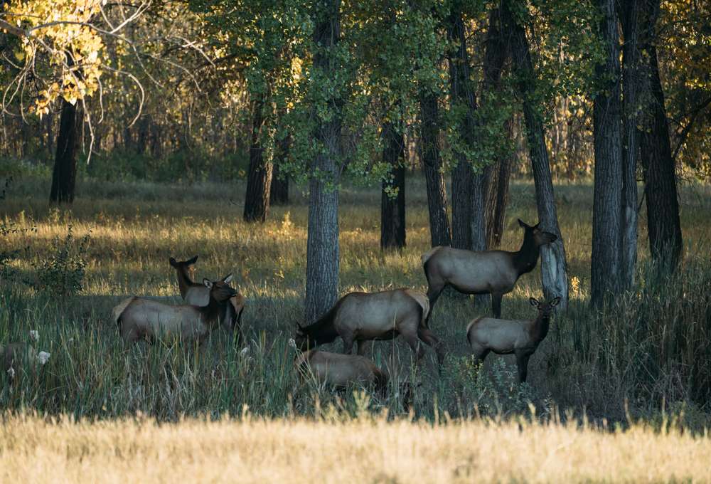 Navigating the Rut: Slippery Ann Wildlife Viewing Area