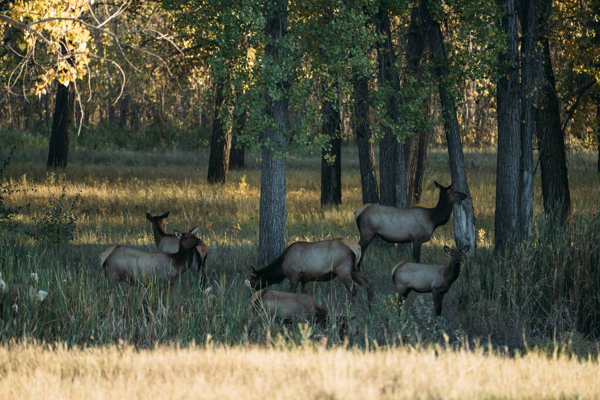Navigating the Rut: Slippery Ann Wildlife Viewing Area