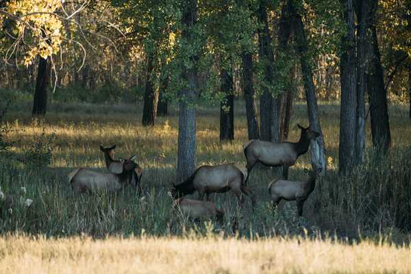 Navigating the Rut: Slippery Ann Wildlife Viewing Area