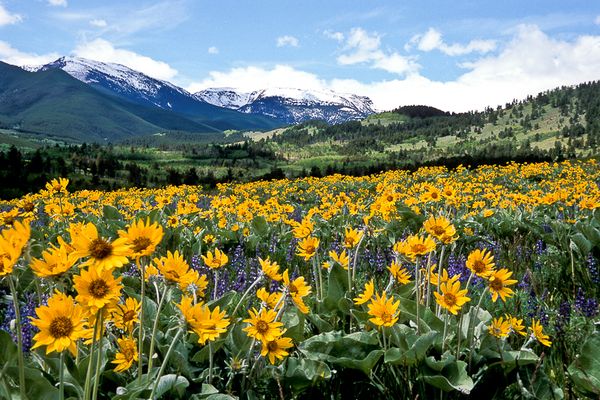 Roscoe, Montana