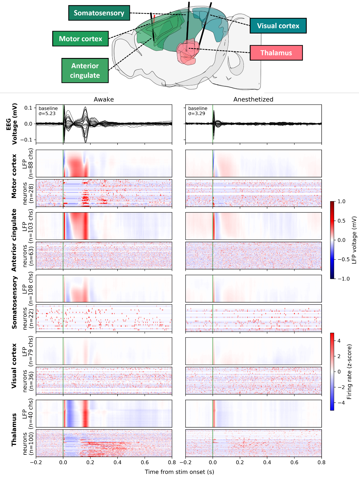 Tiny Blue Dot Foundation | Thalamic Circuits Fig2 Graphic