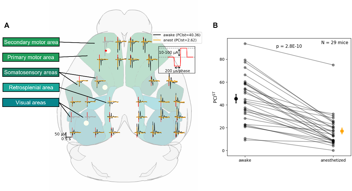Tiny Blue Dot Foundation | Thalamic Circuits Fig 1 Graphic