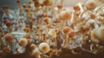 Can a Psilocybin Trip Shift Your Mindset Long-Term?