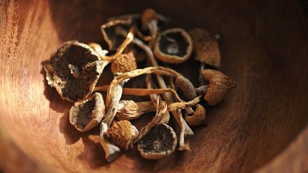 A New Path to Healing: Psilocybin and the Future of Mental Health