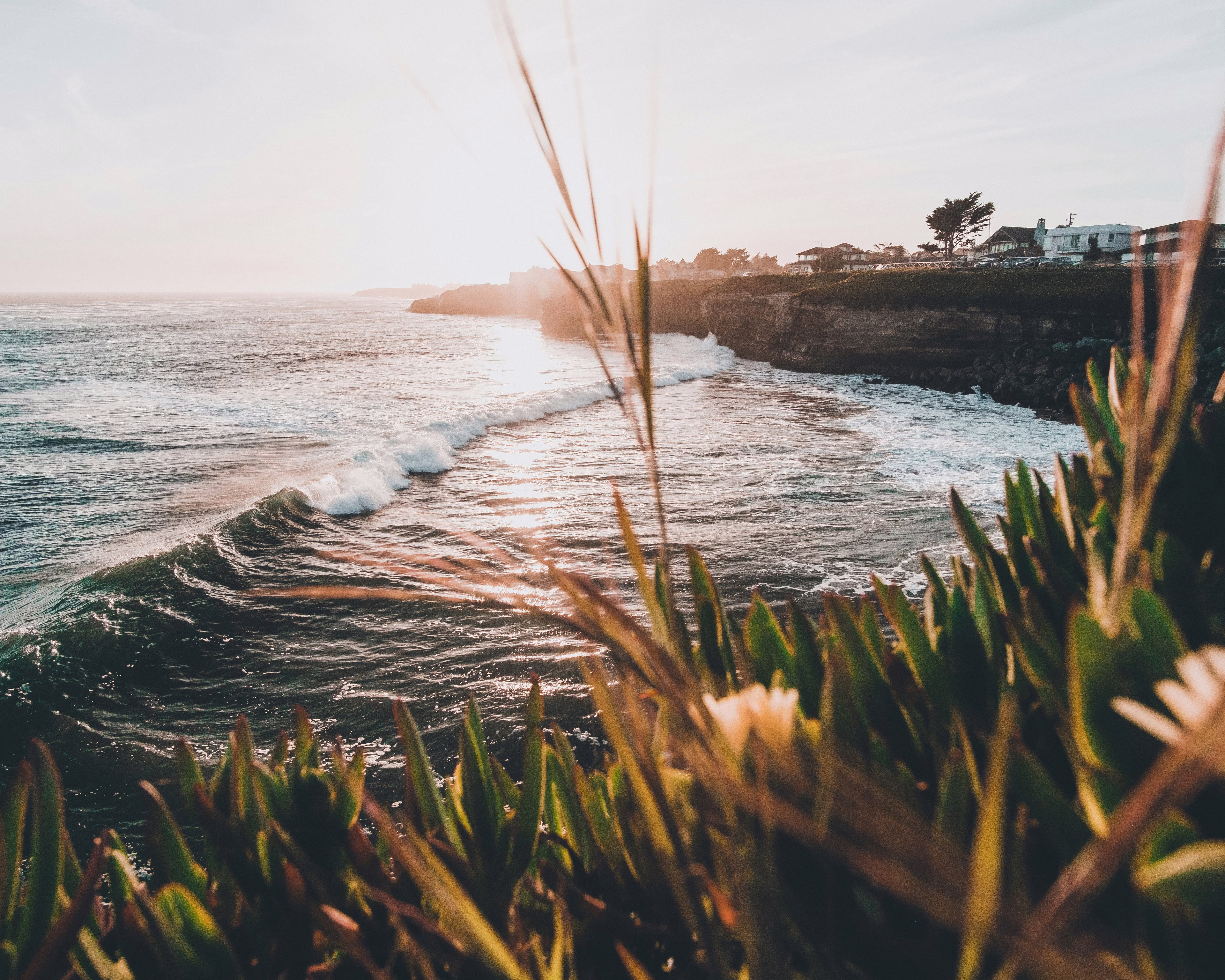 Ocean waves hitting the cliffs at sunset in Santa Cruz, California, with coastal plants in the foreground.