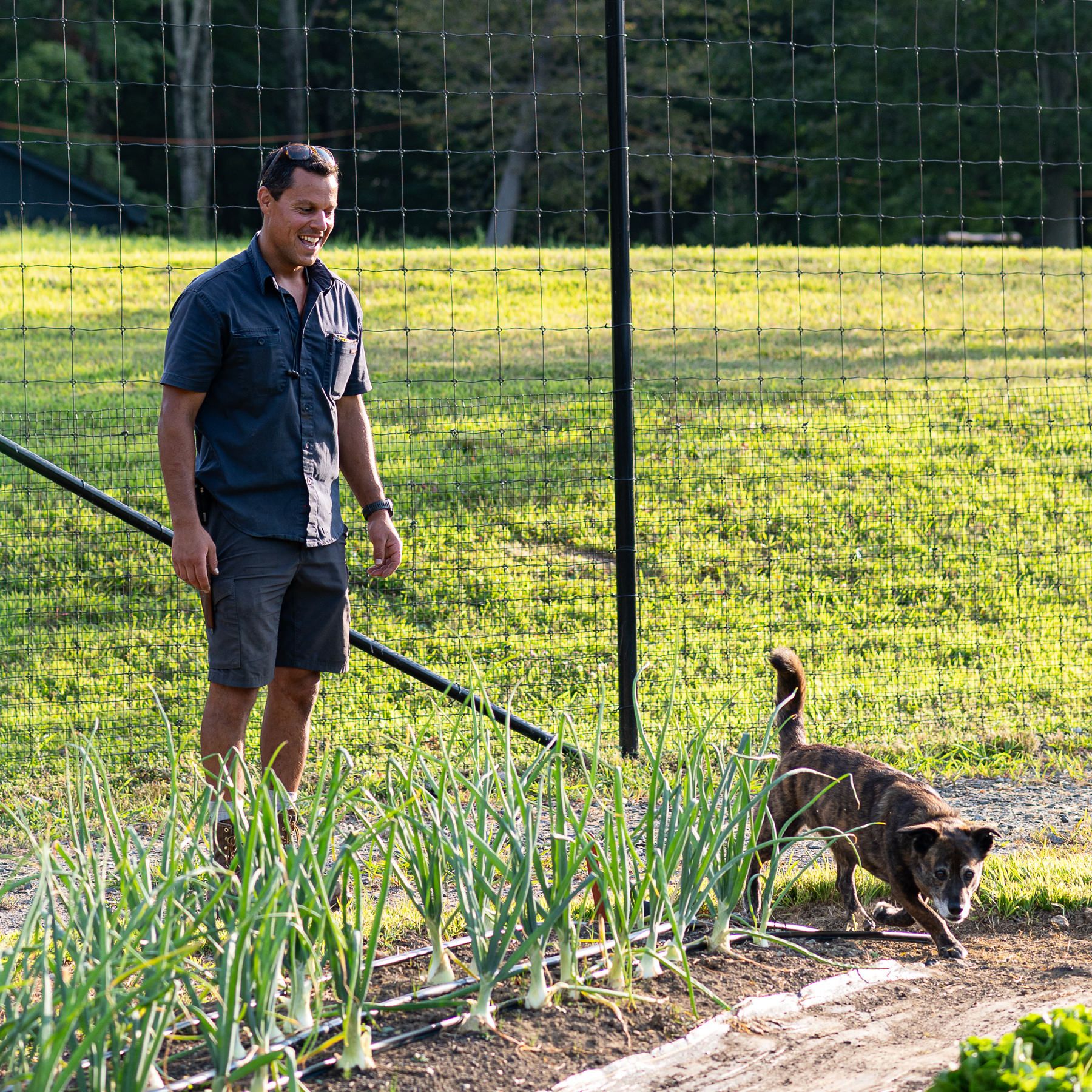 Man walking with a dog in a garden, surrounded by green plants and a wire fence in a sunny outdoor setting.