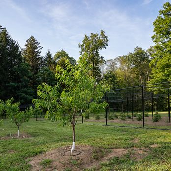 Peach trees growing at Turtle Rock Farm in Bedford New York