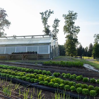 A greenhouse beside rows of neatly planted vegetables in a garden, with sunlight filtering through trees in the background.