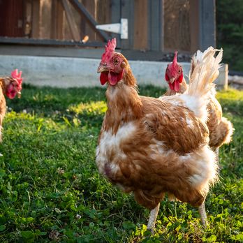 Free Roaming Happy Chickens at Turtle Rock Farm in Bedford New York