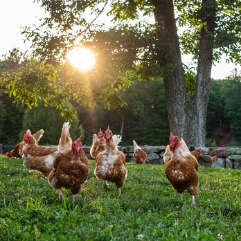 Happy Chickens at Turtle Rock Farm in Bedford New York