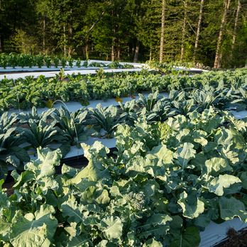 Rows of Broccoli and Kale at Turtle Rock Farm NY