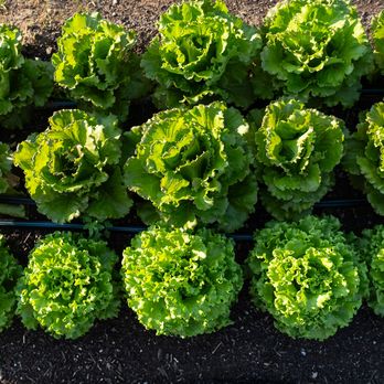 Three rows of fresh, local leaf lettuce bunches