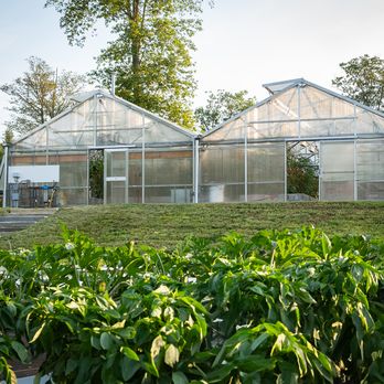 Two adjacent greenhouses with transparent walls, surrounded by lush greenery and plants in the foreground, under a clear sky.