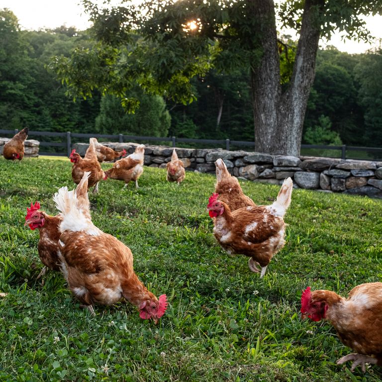 Chickens in a pasture