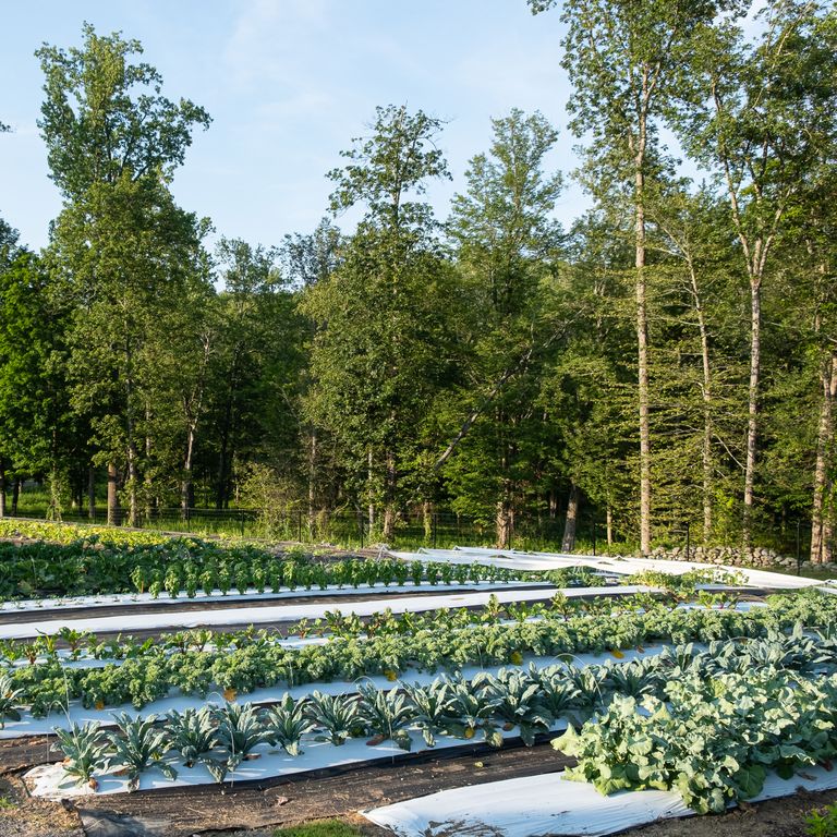 A lush vegetable garden with rows of leafy greens and other plants, surrounded by tall trees under a clear blue sky.