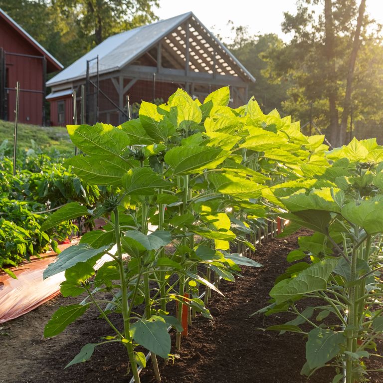 Close up of crops at Turtle Rock Farm NY