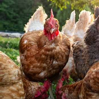 Free Roaming Happy Chickens at Turtle Rock Farm