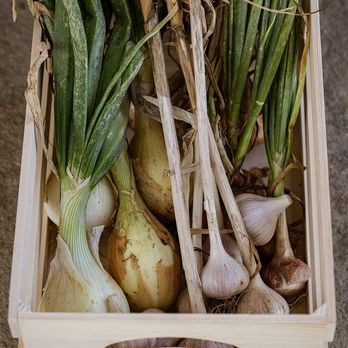 Garlic and bulb onions in a crate with a Turtle Rock Farm Label