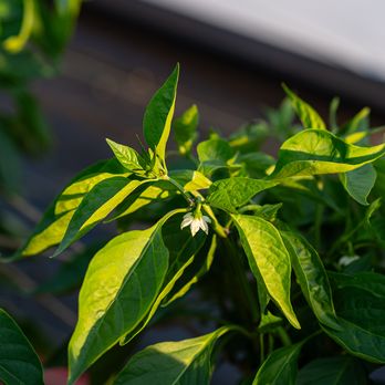 Pepper plant growing