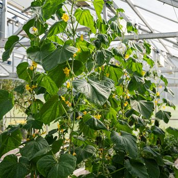 Tomato plants growing in the Turtle Rock Farm Greenhouse in Bedford New York
