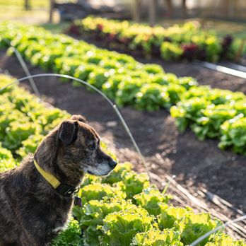 Farm Dog looking over crops at Turtle Rock Farm in Bedford New York