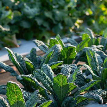 Lacinato Kale growing at Turtle Rock Farm in NY